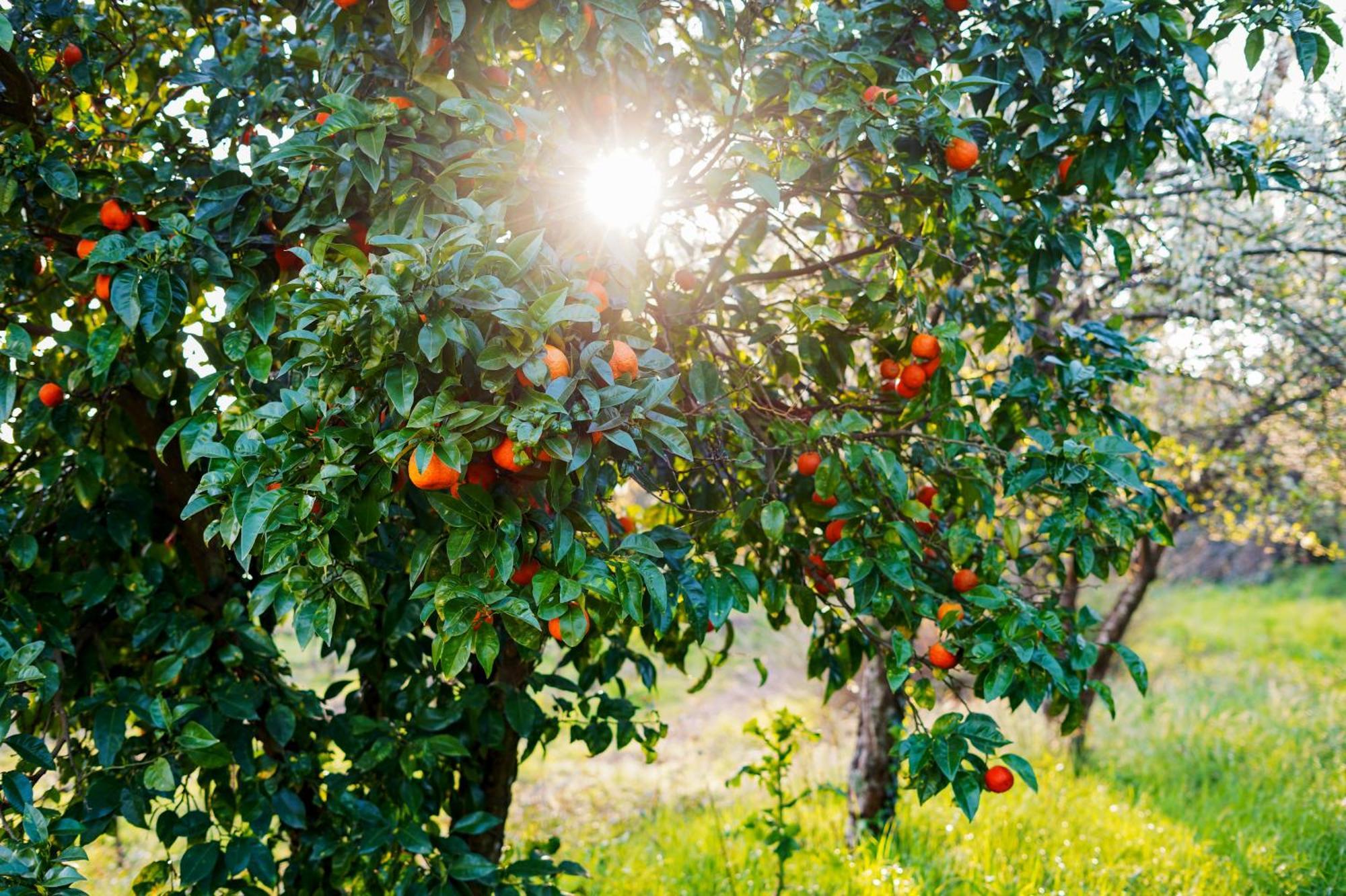 Solar Das Boucas Amares Esterno foto